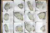 Wholesale Lot of Blastoid Fossils On Shale - Pieces #78176-2